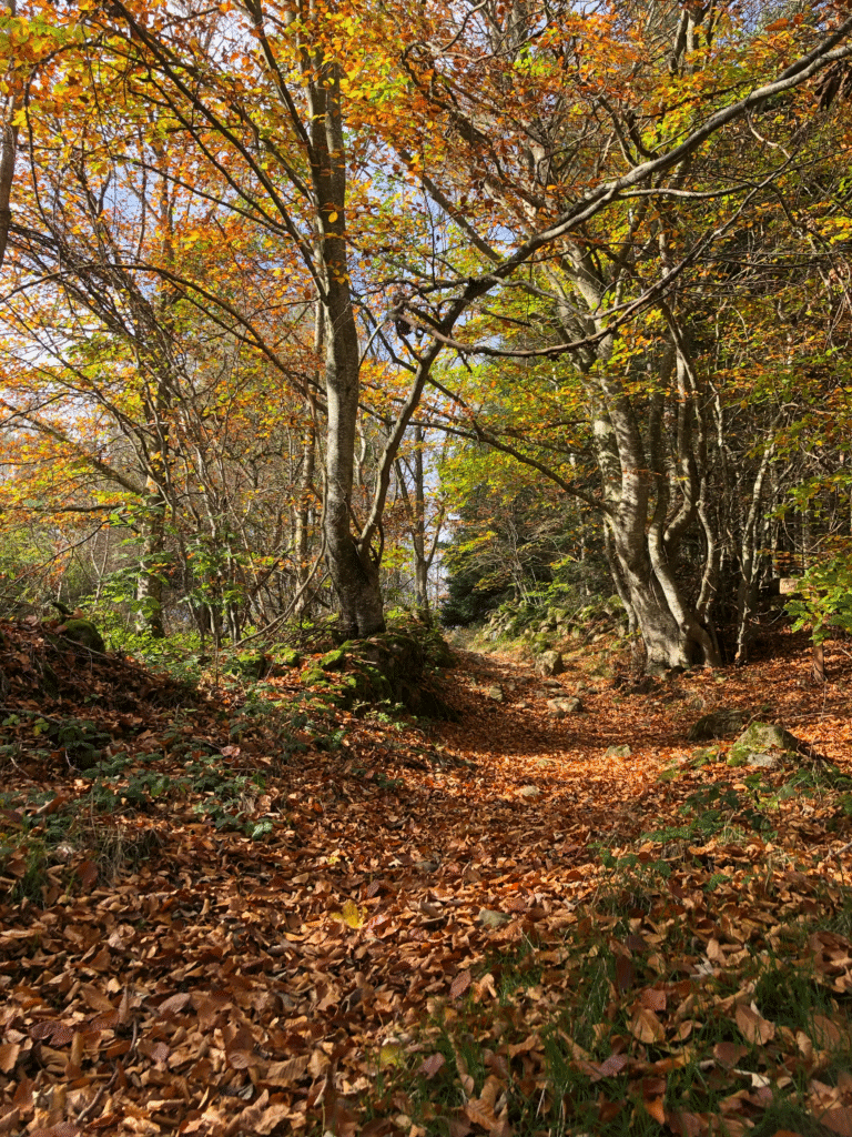 vue arbre a vue arbre a